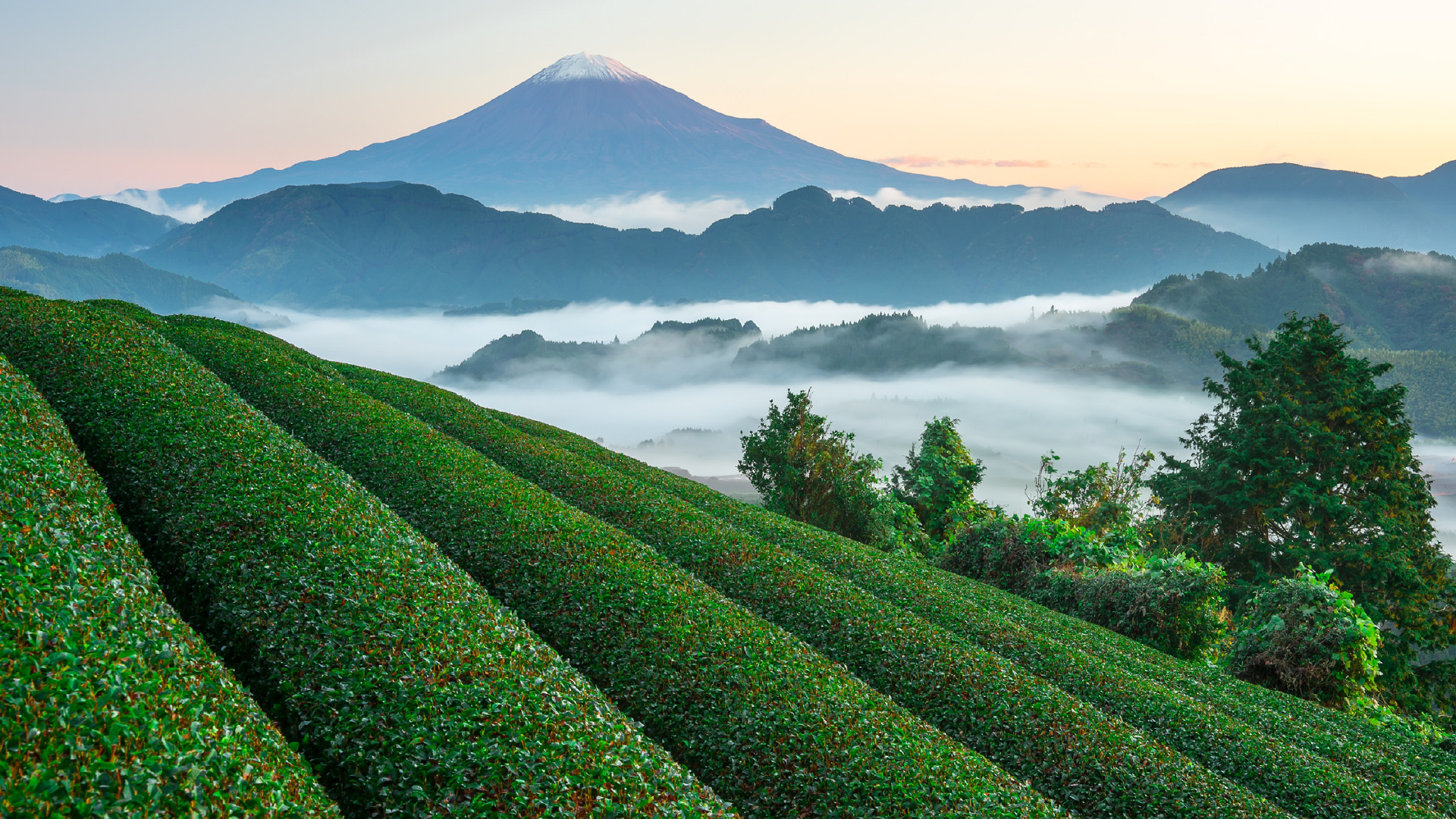 霧のかかる静岡の茶畑と富士山